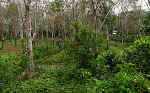 Property of Handunugoda Tea Estate