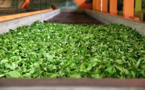 Freshly picked tea leaves