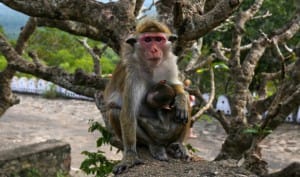 Monkey at Dambulla Cave Temple