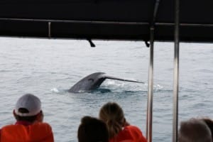 Whale breaching in Mirissa 