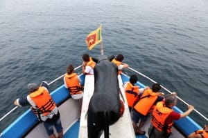 Whale watching boat in Mirissa 