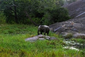Elephant at Yala National Park