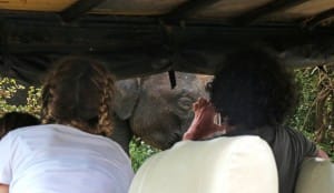 Sightseeing at Yala National Park