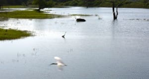 Water at Yala National Park