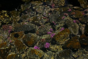 Nature at Talalla Beach  