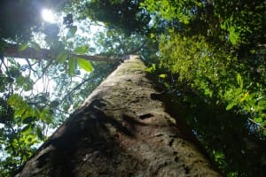 Huge trees in Sinharaja Rain Forest  