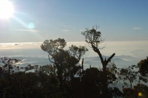 Treeline in World's End & Horton Plains National Park  
