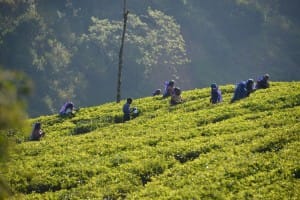 Farmers picking tea leaves