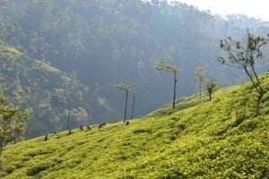 Tea farms