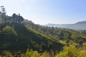 Tea country landscape