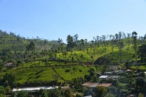 Tea Country landscape 