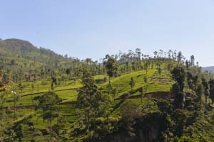 View of Sri Lanka Tea Country