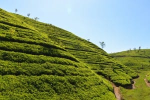 Tea farming on hill