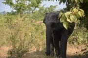 Elephant in Udawalawe National Park