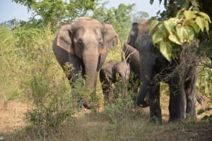 Elephants roaming in Udawalawe National Park