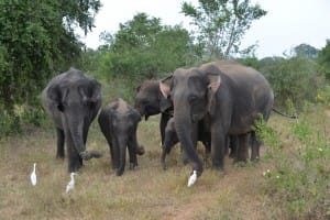 Elephant family at Udawalawe National Park