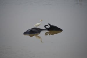 Bird on hippo at Udawalawe National Park