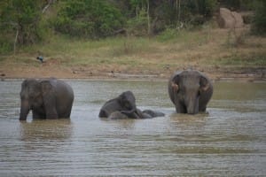 Elephants swimming