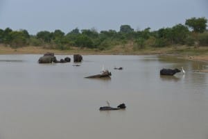 Elephants bathing in water  