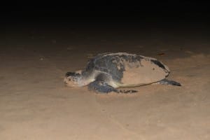Turtle in the sand 