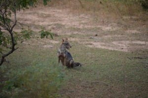 Animals at Yala National Park