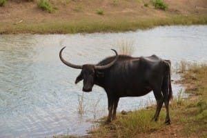 Bison at Yala National Park