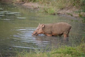 Hippopotamus at Yala National Park