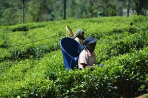 Tea leave farmer