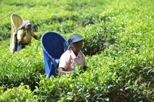 Farmer picking tea leaves