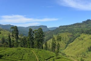 Tea country expanse