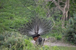 Wildlife at Bundala National Park