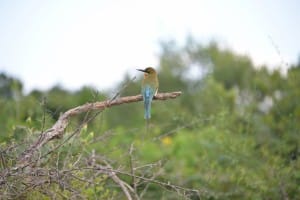 Wild bird, Bundala National Park