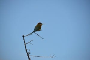 Bird on branch at Bundala National Park