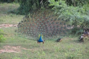 Peacock at Bundala National Park