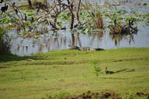 Nature reserve Bundala