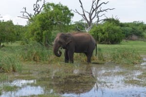Elephant at Bundala National Park