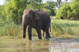 Elephant in water at Bundala National Park