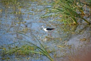 Bird in water