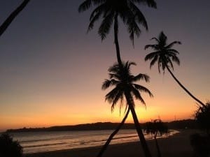 Palm trees silhouette at sunset  