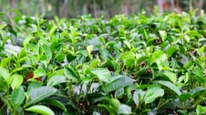Close up tea leaves