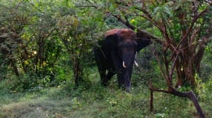 Elephant close up at Yala National Park