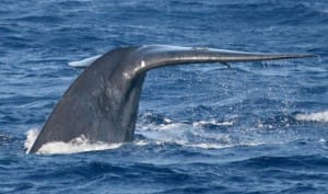 Breached whale in Mirissa  