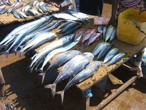 Locally caught fresh fish    